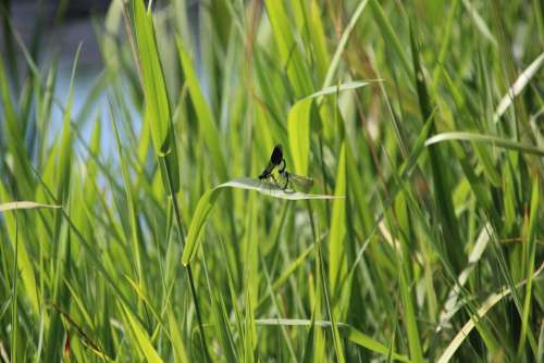 dragonfly insect blue love #dragonfly