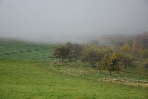 autum landscape tree fog mist