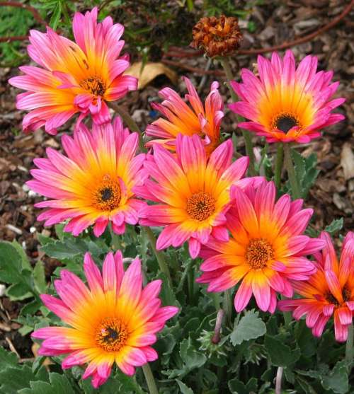 pink yellow daisy flower plant
