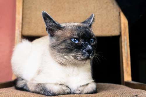 Siamese cat feline pet domesticated