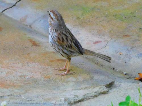 Bird sparrow 