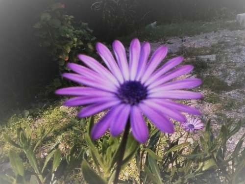 daisy flower purple flower garden floral 