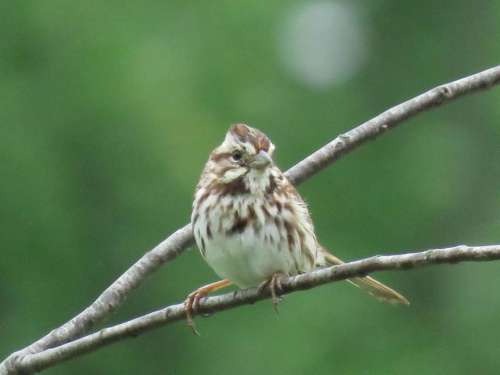 song sparrow sparrow bird wildlife