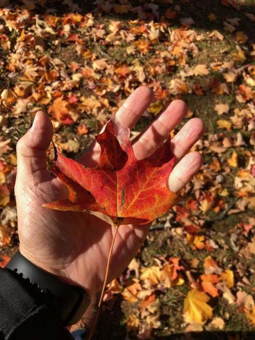 Autumn leaf leaves foliage hand 
