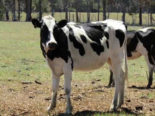 Calf Jersey country cows farm animals