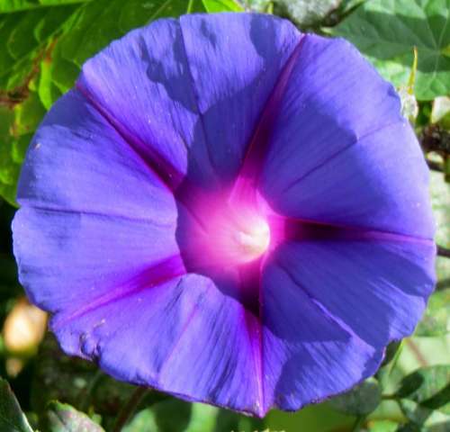 morning glory blue violet pink flower