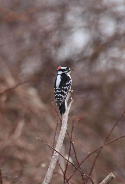 downy woodpecker bird