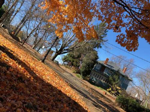 Autumn leaf leaves foliage 