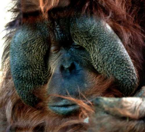 Orangutan ape monkey primate