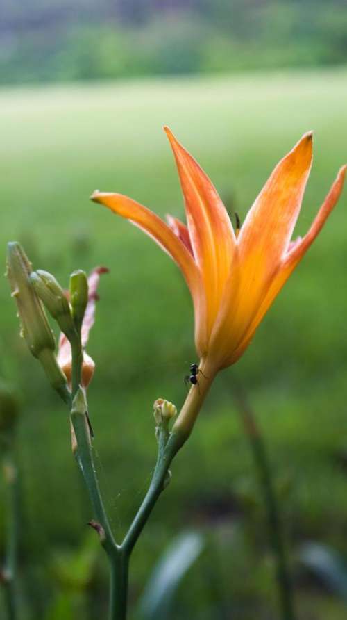 orange flower ant garden