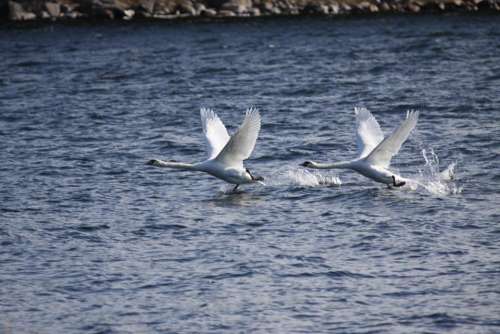 white mute swan   Finnish archipelago beauty wild