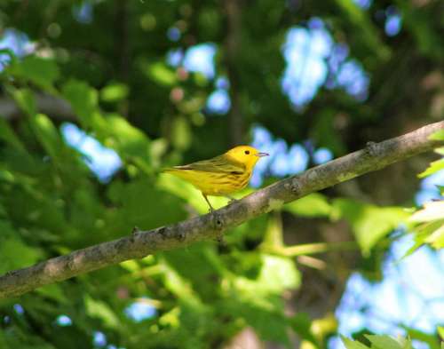 animal bird warbler songbird yellow