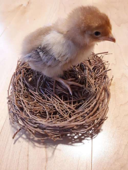 baby chick Easter cute adorable