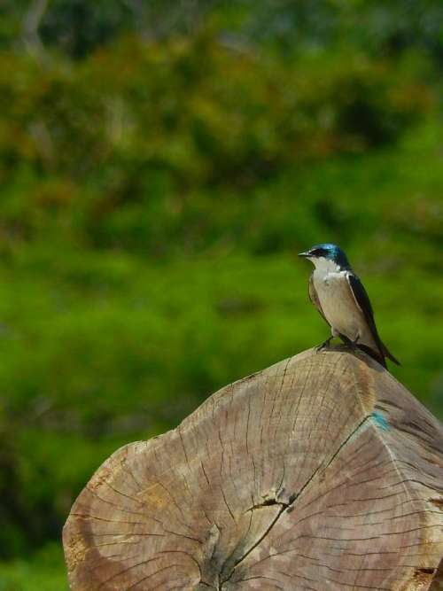 tree trunk bird coloured blue swallow