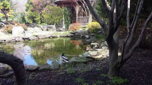 ducks pond gazebo courtyard water