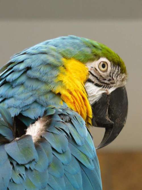 blue&gold macaw tropical bird parrot