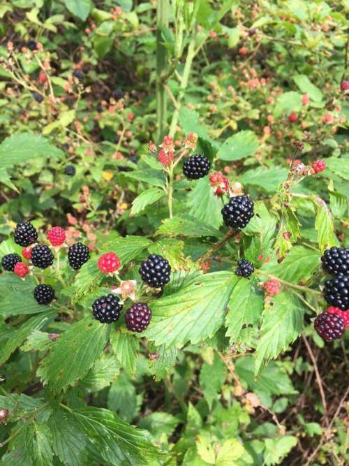 blackberry blackberries nature freshfruit