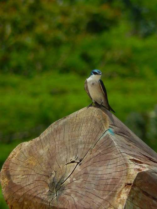 tree trunk bird coloured blue swallow