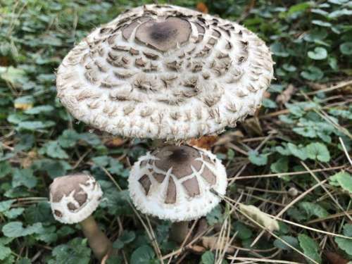 Fungi mushroom mushrooms nature 