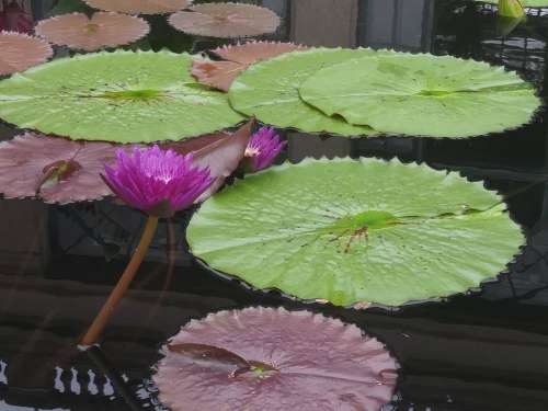 lily lily pad flower lotus purple