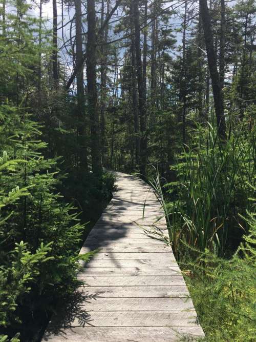 planks path hiking woods