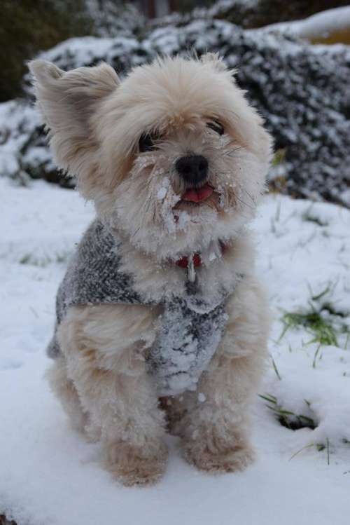 dog doggy snow winter little Lord