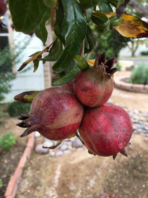 pomegranate pomegranates fruit red tree