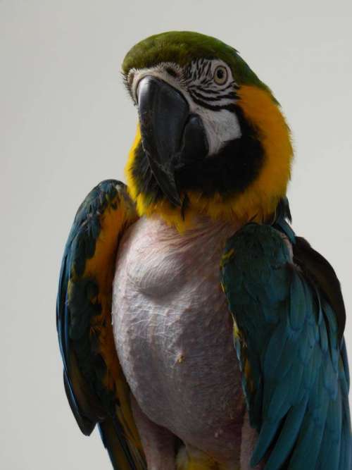blue&gold macaw tropical bird
