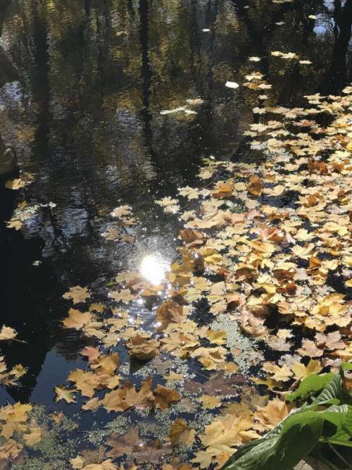 pond leaves sun reflection