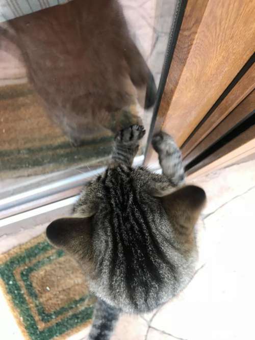 Cat pet pets escape door