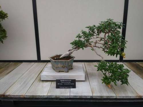 tree small tree bonsai little small