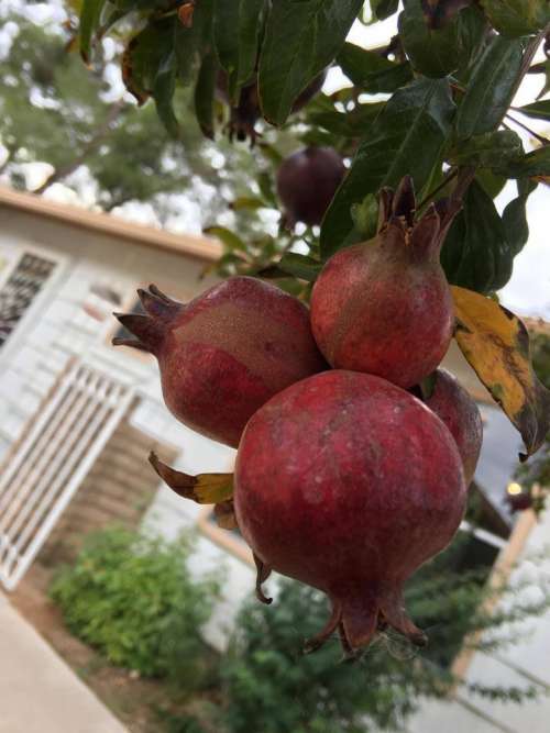 pomegranate pomegranates fruit red tree