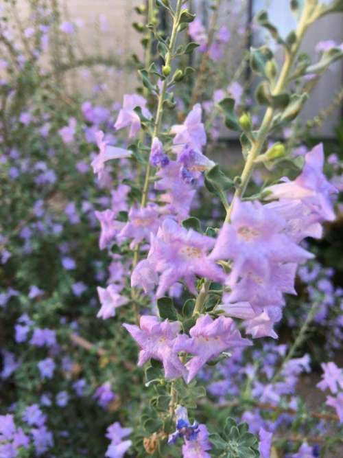 sage salvia purple flower bush