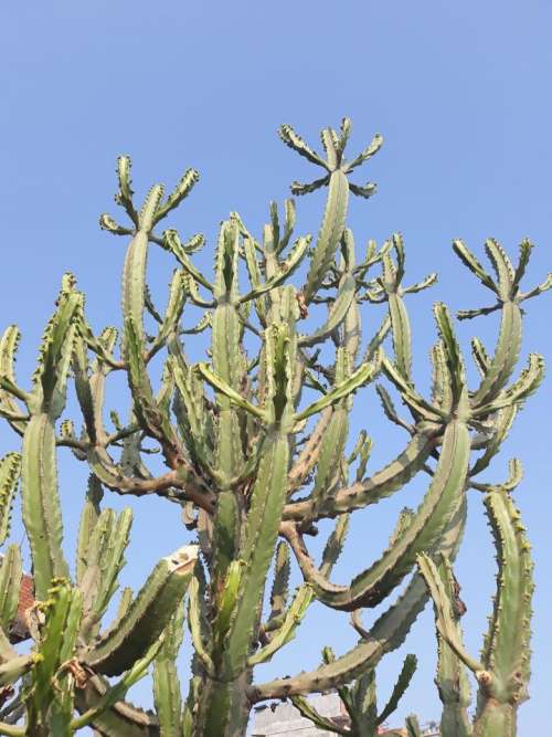 Cactus cacti Nepal 