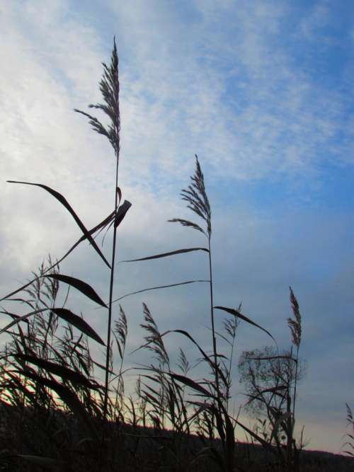 grass weeds silhouette