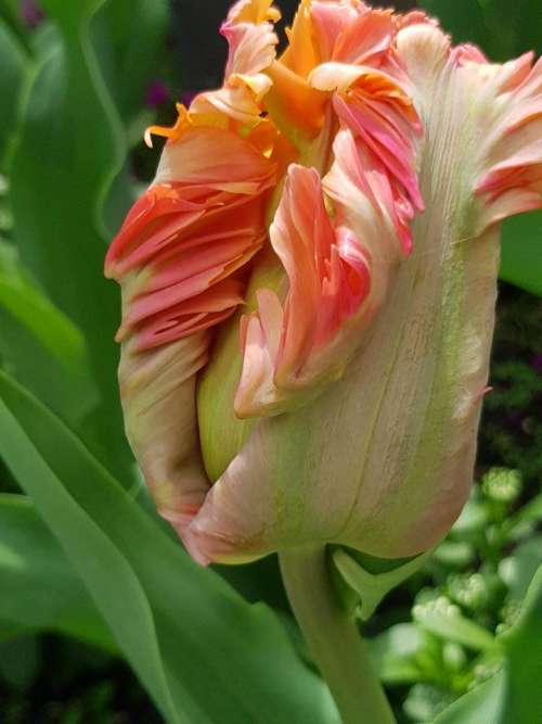 tulip flowers