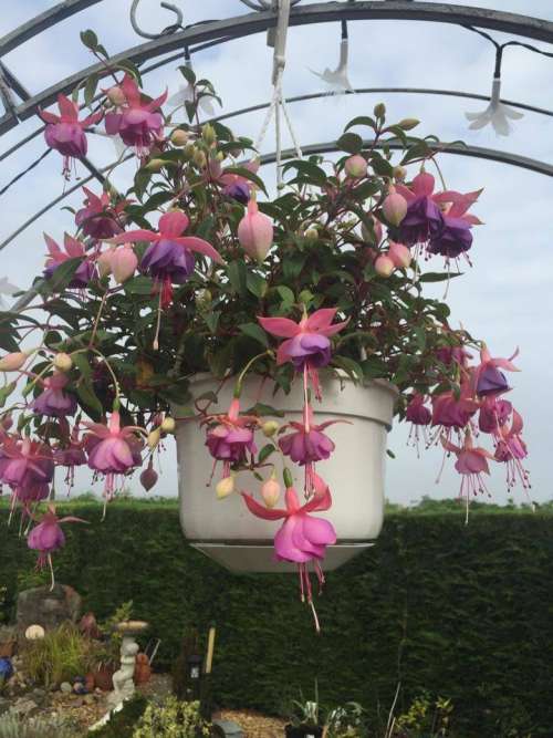 Flowers fustian pink flowers hanging basket