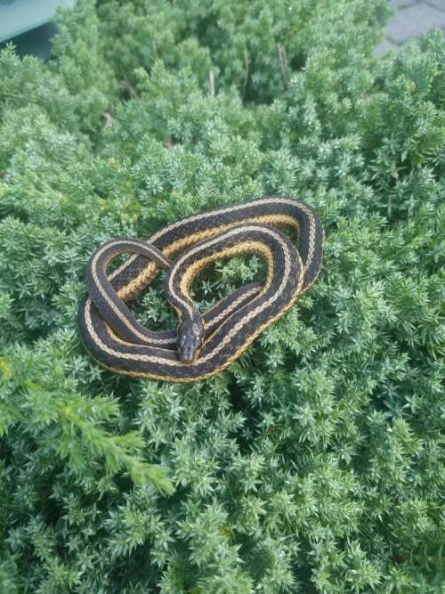 Garter snake snake reptile serpent garden