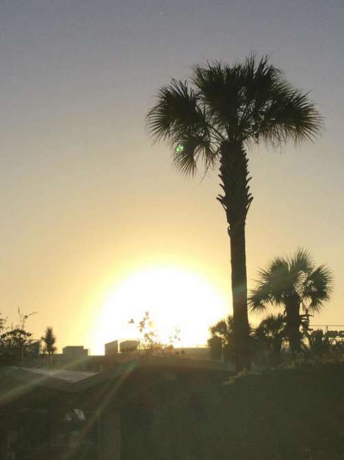 Sunlight palm tree  