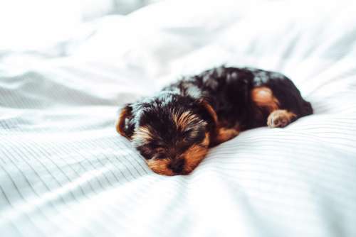 Adorable Sleeping Yorkshire Terrier Puppy