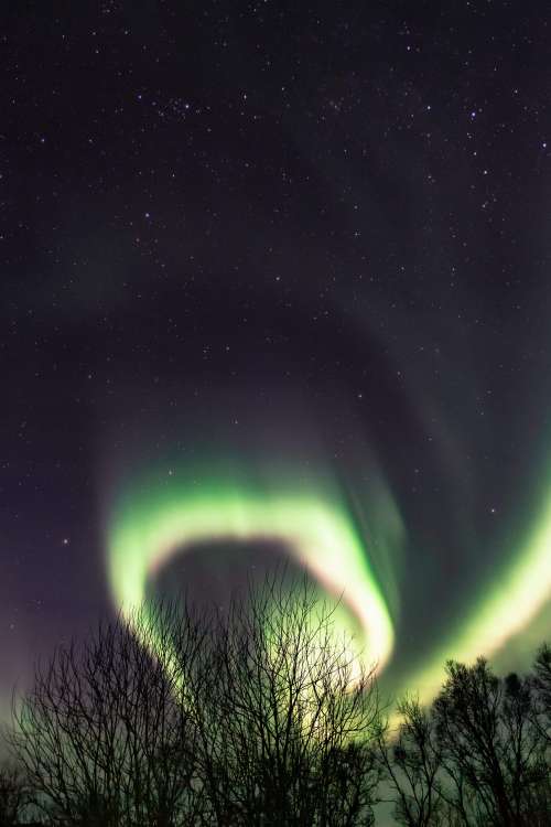 Tree Silhouettes with Northernlights