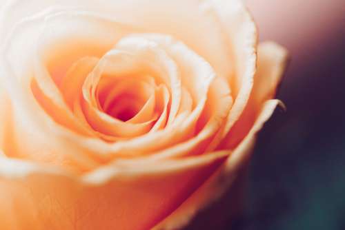 Vintage Rose Blooms