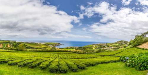 Acores Landscape Nature Portugal Plants Tea Sky