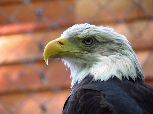 Adler Raptor Nature Wildlife Park Pride