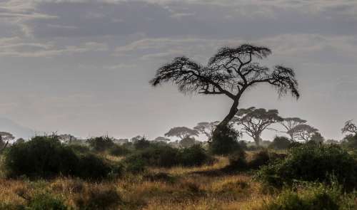 Africa Kenya Safari Nature Animal World Landscape