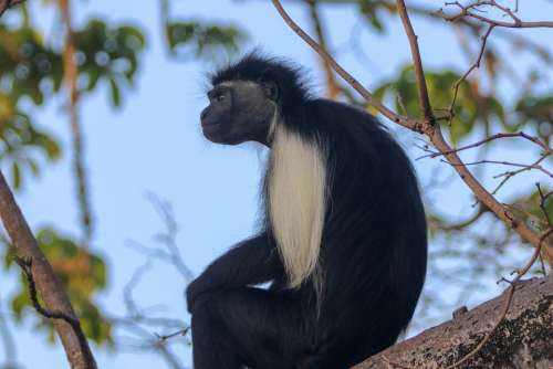 Africa Kenya Ape Kolobus Monkey Primates