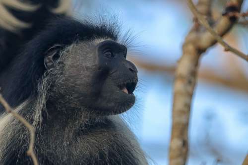 Africa Kenya Ape Kolobus Monkey Primates