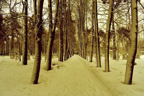 Alley Park Trees Nature Winter Snow White Forest