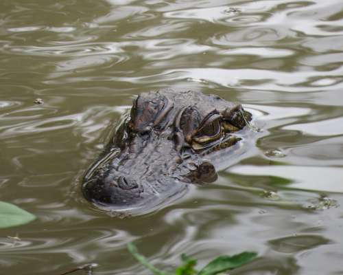 Alligator Swamp Water Reptile