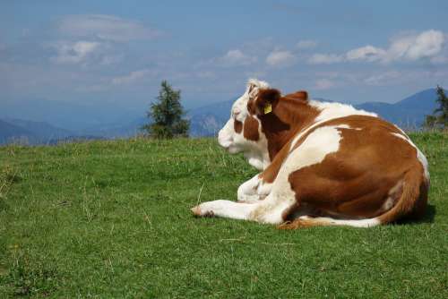 Alm Cow Agriculture Animal Cattle Meadow Farm